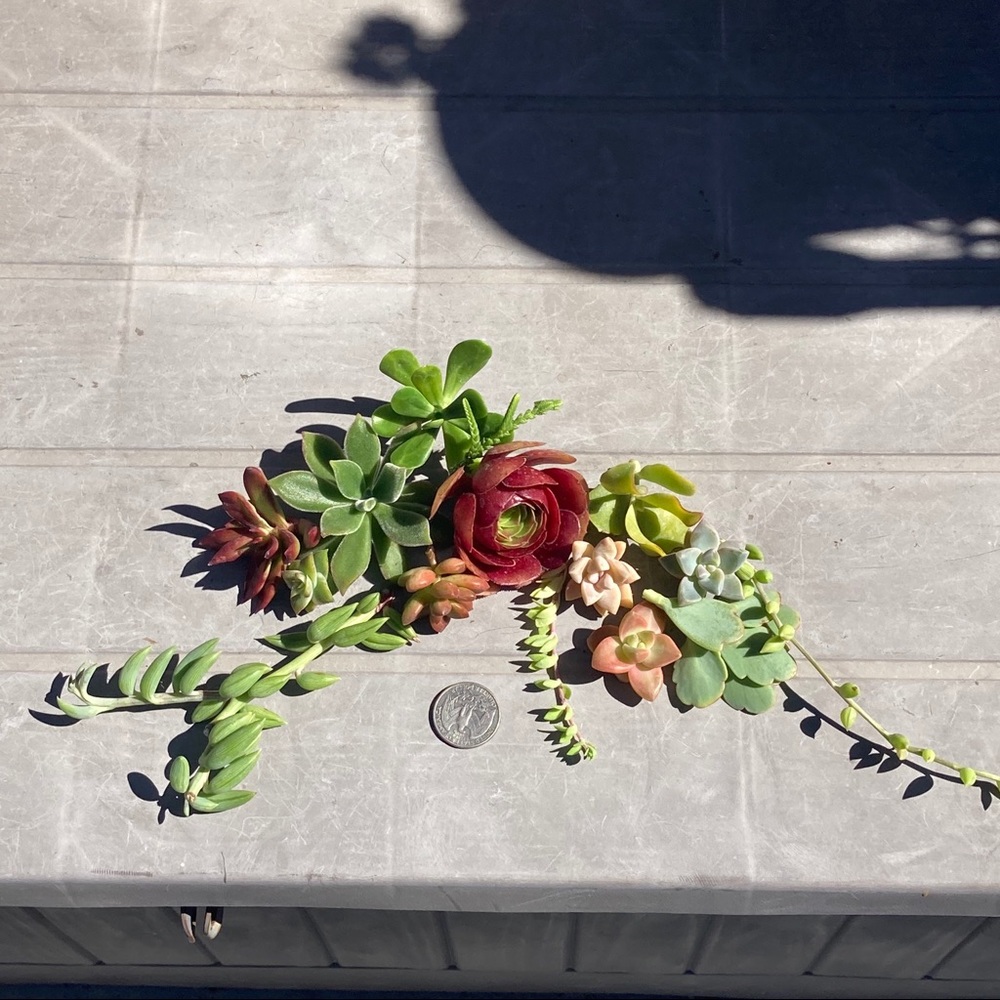mh093562 succulents